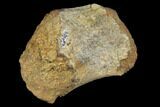 Fossil Hadrosaur Phalange (Toe) Bone - Aguja Formation, Texas #116492-1